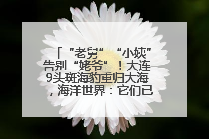 “老舅”“小姨”告别“姥爷”！大连9头斑海豹重归大海，海洋世界：它们已具备野外生存能力