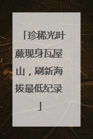 珍稀光叶蕨现身瓦屋山，刷新海拔最低纪录