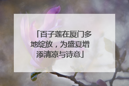 百子莲在厦门多地绽放，为盛夏增添清凉与诗意