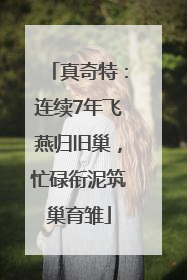真奇特：连续7年飞燕归旧巢，忙碌衔泥筑巢育雏