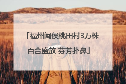 福州闽侯桃田村3万株百合盛放 芬芳扑鼻