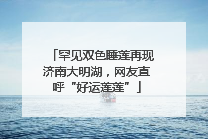 罕见双色睡莲再现济南大明湖，网友直呼“好运莲莲”