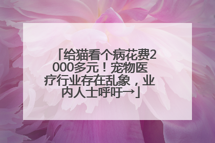给猫看个病花费2000多元！宠物医疗行业存在乱象，业内人士呼吁→