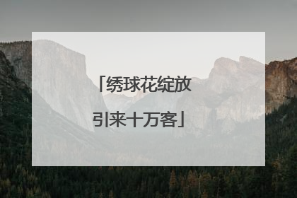 绣球花绽放 引来十万客
