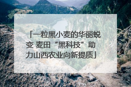 一粒黑小麦的华丽蜕变 麦田“黑科技”助力山西农业向新提质