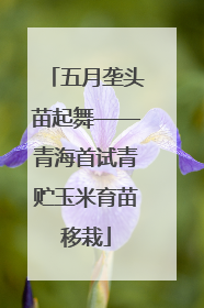 五月垄头苗起舞——青海首试青贮玉米育苗移栽