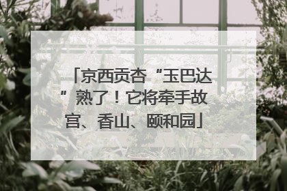 京西贡杏“玉巴达”熟了！它将牵手故宫、香山、颐和园