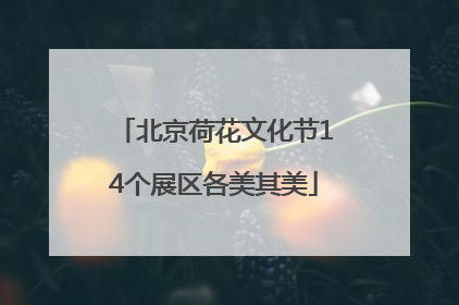 北京荷花文化节14个展区各美其美