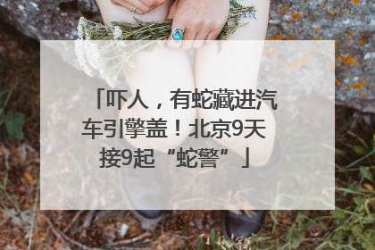 吓人,有蛇藏进汽车引擎盖!北京9天接9起“蛇警”