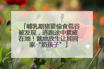 哺乳期猪獾偷食苞谷被发现，逃跑途中累瘫在地！就地放生让其回家“奶孩子”
