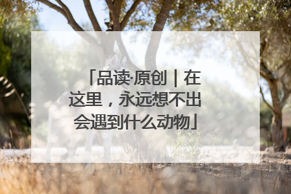 品读·原创｜在这里，永远想不出会遇到什么动物