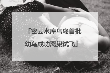 密云水库鸟岛首批幼鸟成功离巢试飞