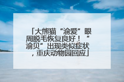 大熊猫“渝爱”眼周脱毛恢复良好！“渝贝”出现类似症状，重庆动物园回应