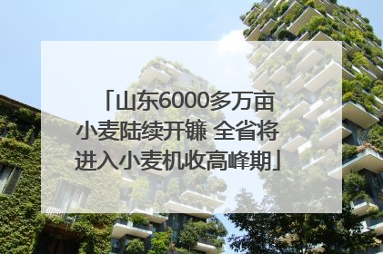 山东6000多万亩小麦陆续开镰 全省将进入小麦机收高峰期
