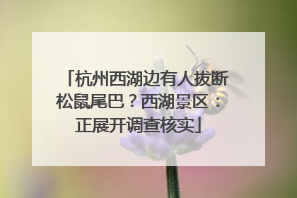 杭州西湖边有人拔断松鼠尾巴？西湖景区：正展开调查核实