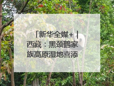 新华全媒+｜西藏：黑颈鹤家族高原湿地喜添“萌宝”