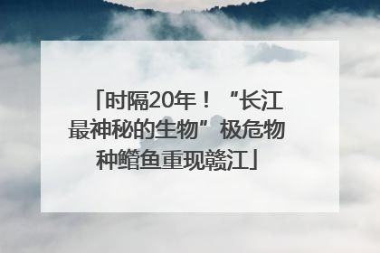 时隔20年！“长江最神秘的生物”极危物种鳤鱼重现赣江