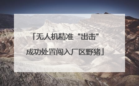无人机精准“出击” 成功处置闯入厂区野猪