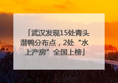 武汉发现15处青头潜鸭分布点，2处“水上产房”全国上榜