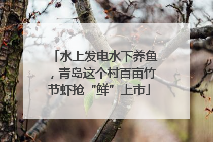 水上发电水下养鱼，青岛这个村百亩竹节虾抢“鲜”上市