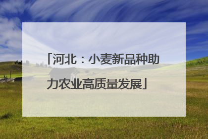 河北：小麦新品种助力农业高质量发展