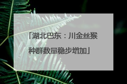 湖北巴东：川金丝猴种群数量稳步增加