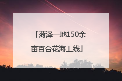 菏泽一地150余亩百合花海上线