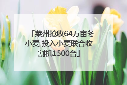 莱州抢收64万亩冬小麦 投入小麦联合收割机1500台