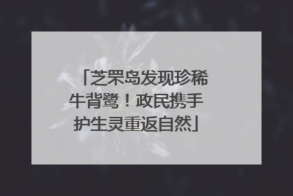 芝罘岛发现珍稀牛背鹭！政民携手护生灵重返自然