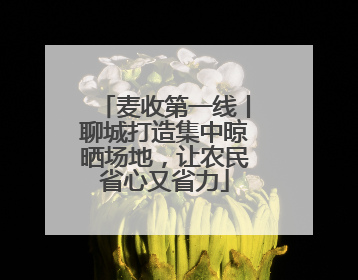 麦收第一线丨聊城打造集中晾晒场地，让农民省心又省力