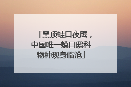 黑顶蛙口夜鹰，中国唯一蟆口鸱科物种现身临沧